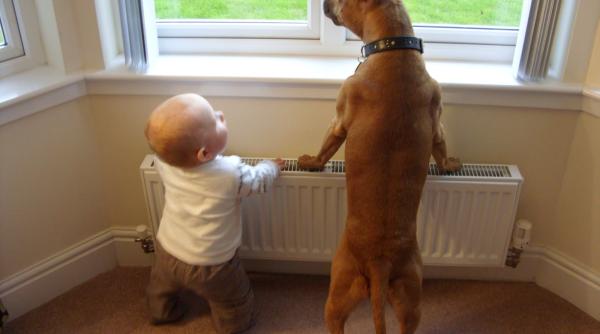 parin i de succes argumente pentru aducerea unui animal in casa