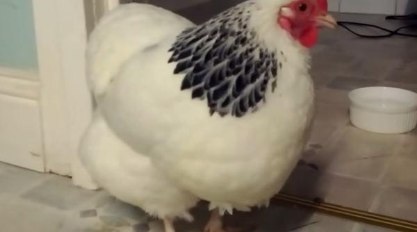 cum stranuta o gaina un video viral face ravagii pe net