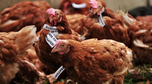 protest cu gaini la acl alina gorghiu reac ie virulenta dupa ce mai multe gaini au fost aruncate in curtea acl