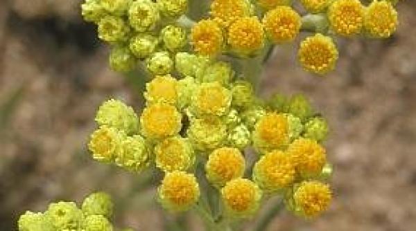 siminocul vindeca ficatul si rinichii