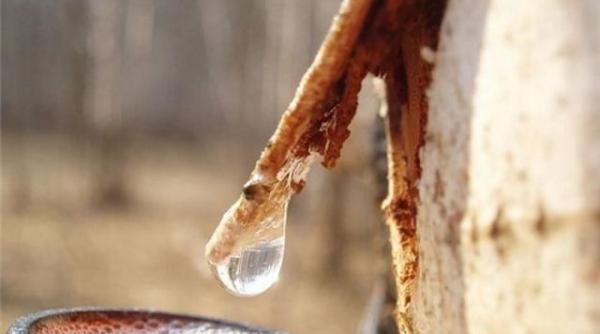 seva de mesteacan  remediu miraculos impotriva cancerului