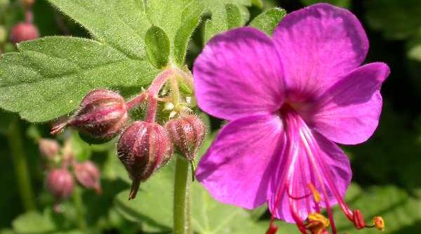 floarea raiului  combate cancerul si bolile de inima