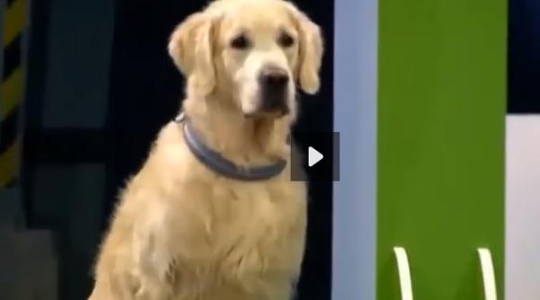 reac ia amuzanta a unui golden retriever in fa a unui traseu cu obstacole video