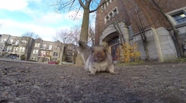 veveri a infractoare ce a pa it un barbat din cauza ei video amuzant