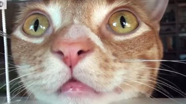 video cum vad pisicile lumea inconjuratoare