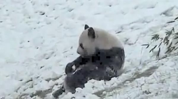 cum se bucura un urs panda de prima zapada video