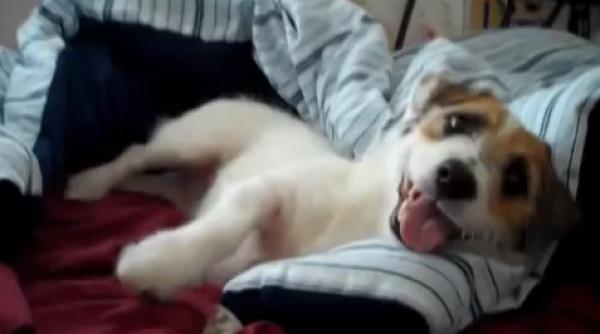 cel mai gospodar ca el nimeni nu s ar a tepta cate tie sa faca video