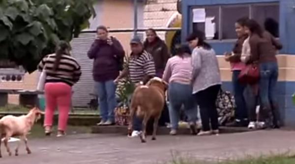 video o capra agresiva ap ispa itor pentru perturbarea lini tii publice