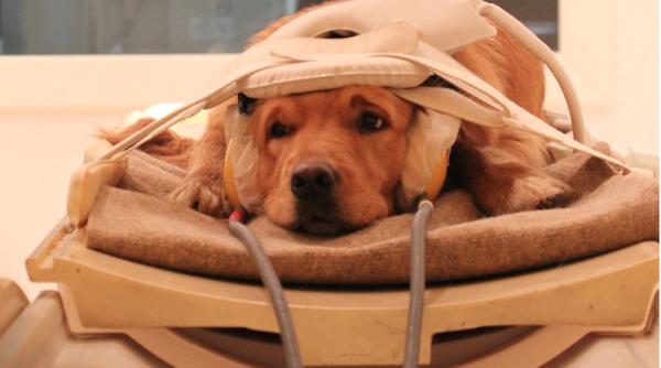 ce gandesc cainii despre stapan studiu rmn fabulos