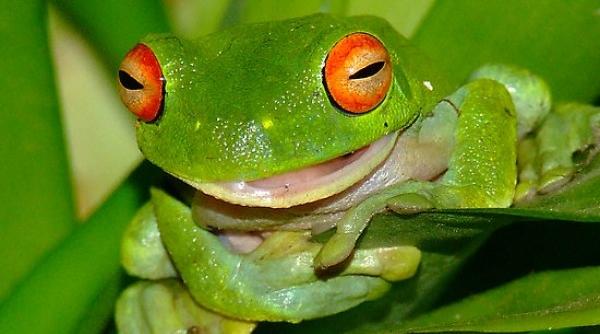 bancul zilei o broscu a se intalne te cu o ghicitoare