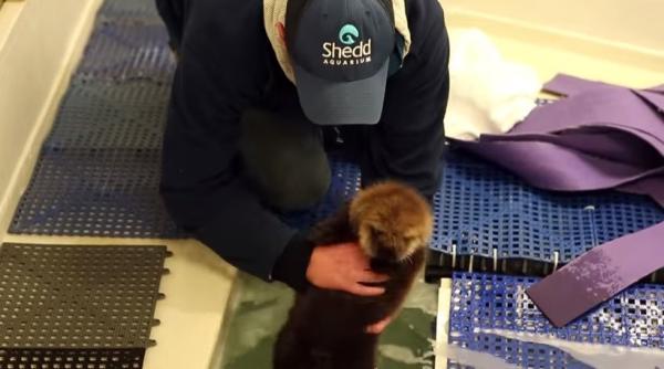 cum inva a sa inoate un pui de vidra video haios