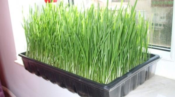 sfantul andrei ce semnifica ie are graul pus la incol it