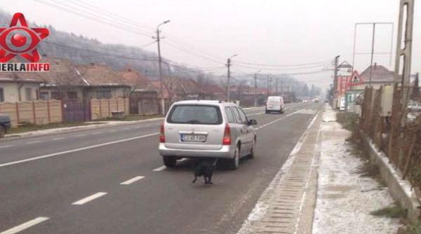 caz de bestialitate maxima in romania poli ia sesizata