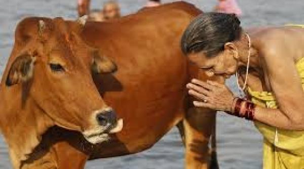 de ce venereaza hindu ii vacile