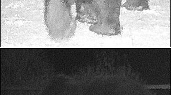 urs brun fotografiat in premiera in zona interzisa de la cernobil