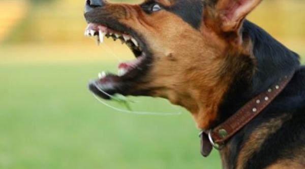 desfigurata de caini clipe de groaza pentru o femeie