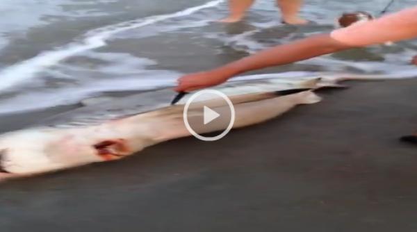 descoperire surprinzatoare in burta unui rechin video