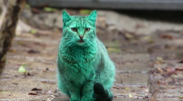 misterul pisicii cu blana verde a fost dezlegat video