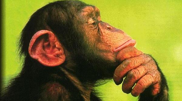 cimpanzei considerati persoane hotarare a unui tribunal american