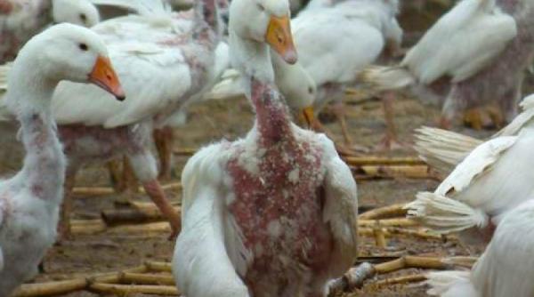 ororile pufului de gasca utilizat la confec ionarea hainelor de lux