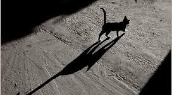 grumpy cat a castigat mai multi bani decat ronaldo