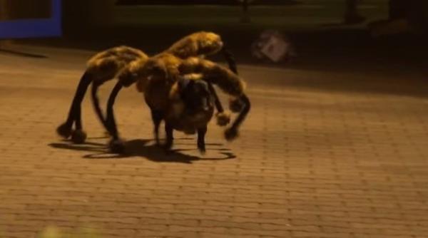 google cel mai in voga videoclip de pe youtube in 2014 cainele paianjen urias