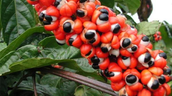 guarana  beneficii  fruct exotic cunoscut prc c8prc 99i ca elixirul vietii