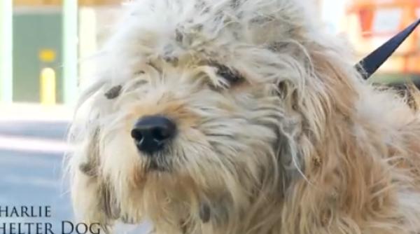 schimbarea radicala a unui caine din adapost dupa ce a fost adoptat video