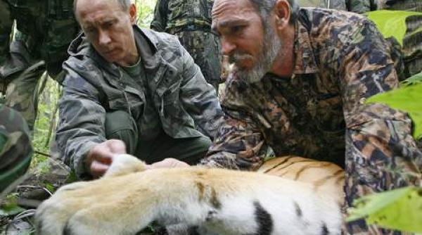 tigrul eliberat de vladimir putin a mancat un caine in china video