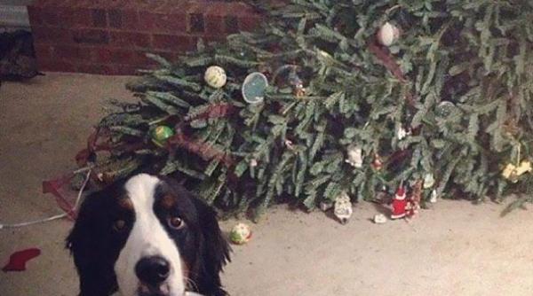 caini i pisici care au distrus craciunul foto