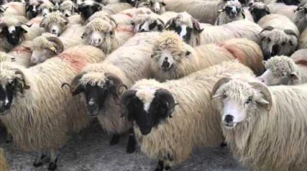 tragedie in vaslui cinci persoane intre care i un copil au decedat la o stana