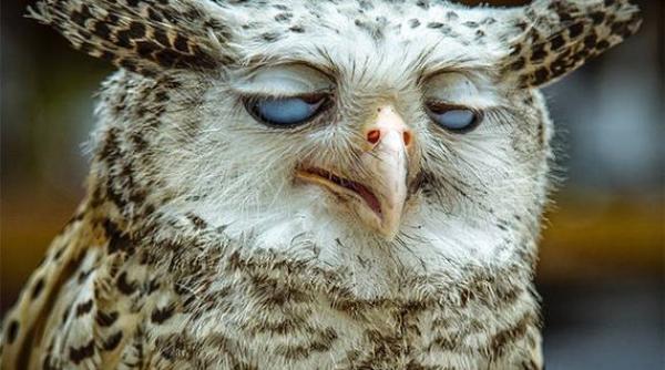 animalele care s au distrat prea mult de revelion foto