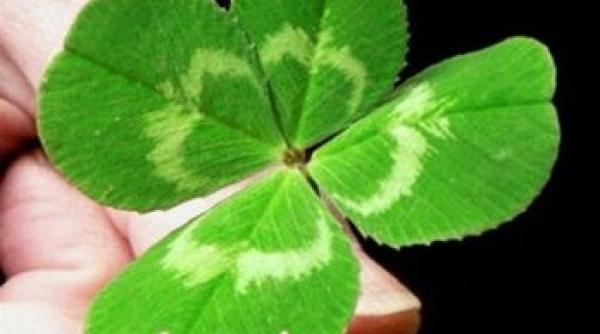 anul oii de lemn culori care aduc noroc i prosperitate