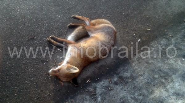 ora ul braila ar putea intra in carantina din cauza unei vulpi moarte