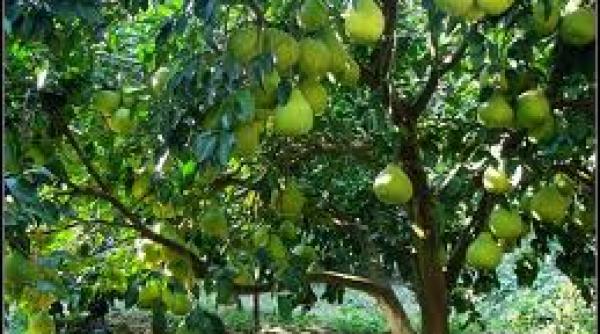 pomelo  beneficii  combate retenprc c8prc 9aia apei in organism  previne infecprc c8prc 9aiile pulmonare  cariile  migrenele prc c8prc 99i cancerul