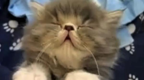 50 de caprc c8prc 9bei prc c8prc 99i pisici care pica de somn   video  