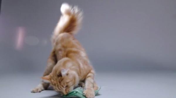 reclama temptations cu pisici cum au ajutat felinele la realizarea print urilor video