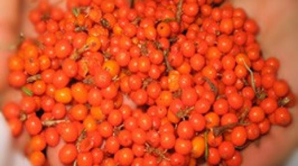 fructe de catina  beneficii  trateaza hepatita si psoriazisul  combate stresul  intareste inima