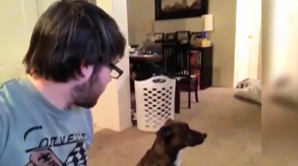 ce fac cainii cand stapanii lor mananca   video amuzant  