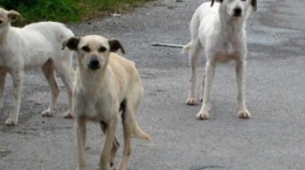 declaratii soc ale unui oficial se exporta maidanezi pentru zoofili