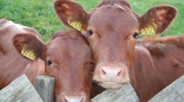 ansvsa boala vacii nebune depistata in romania