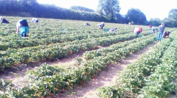 eapa spaniola cum sunt pacali i romanii care pleaca la munca