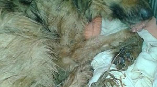 caaini romania marea britanie