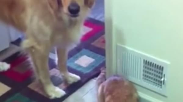 pisici care fura mancarea cainilor video amuzant