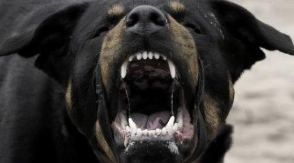 copil in stare grava la spital dupa ce a fost mu cata de catine in sectorul 2