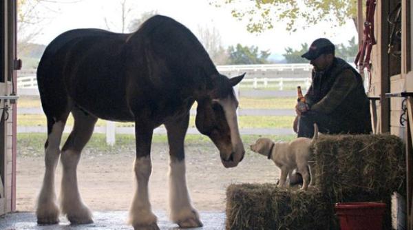 super bowl 2015 cele mai bune reclame difuzate de nbc video