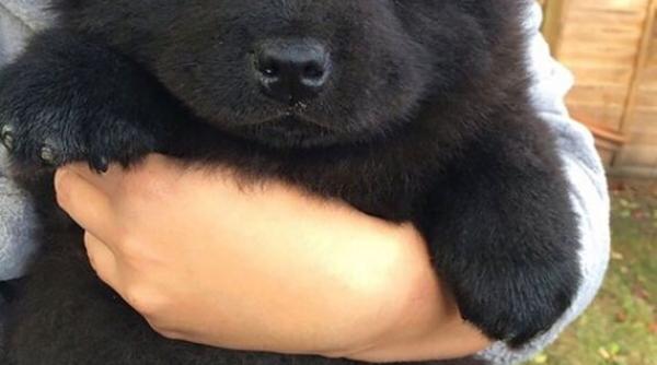 ca elu i care arata ca ni te ursule i de plu foto