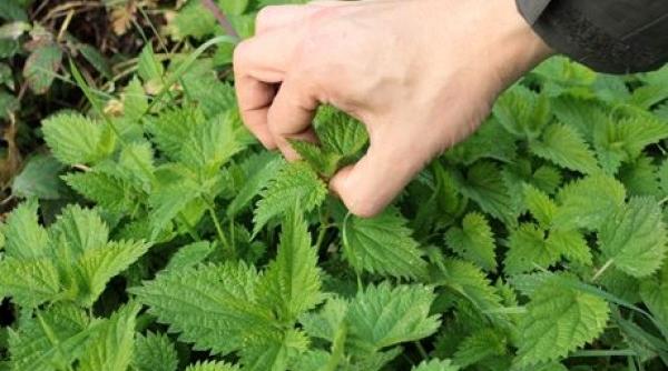 de ce ne ustura cand ne urzicam