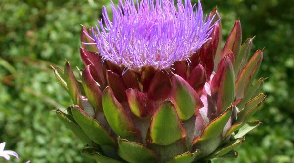 anghinare  beneficii  previne trei tipuri de cancer  protejeaza ficatul si bila