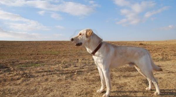 bancul zilei un caine disperat in de ert